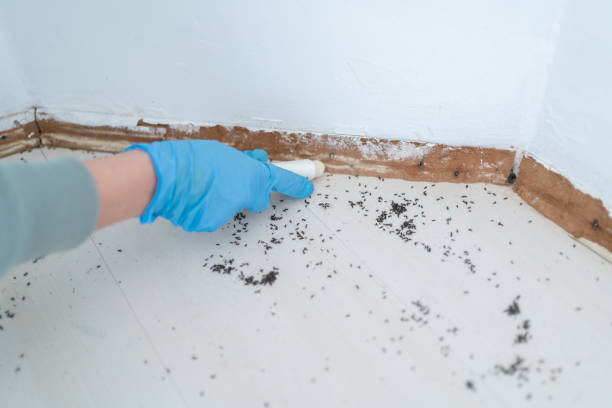 Wasp Removal Services in Farmingville, NY